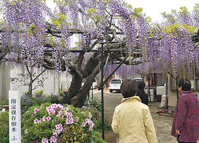 藤の花が見頃に 市内上谷の石田さん宅 伊勢原 タウンニュース