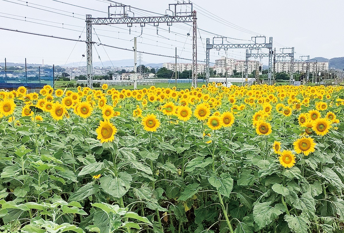 比々多観光振興会 串橋でヒマワリが見ごろ 白根自治会館前にも花壇 伊勢原 タウンニュース