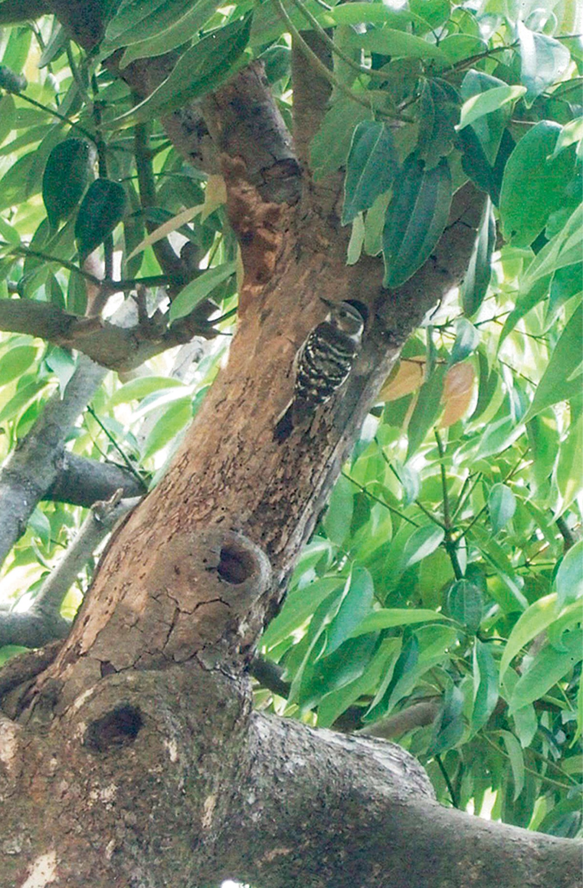 庭の木にコゲラの巣