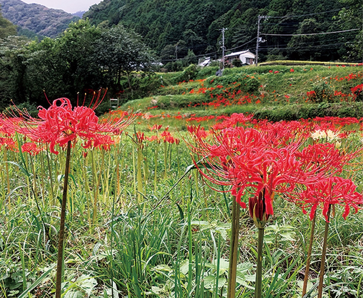 日向地区の彼岸花 ３連休が見頃 伊勢原 タウンニュース