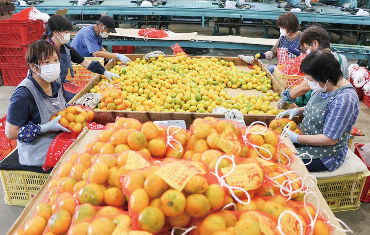 伊勢原産 ミカンをネット詰め 10月から出荷作業開始 伊勢原 タウンニュース 伊勢原産 ミカンをネット詰め 10月から出荷作業開始 伊勢原 タウンニュース