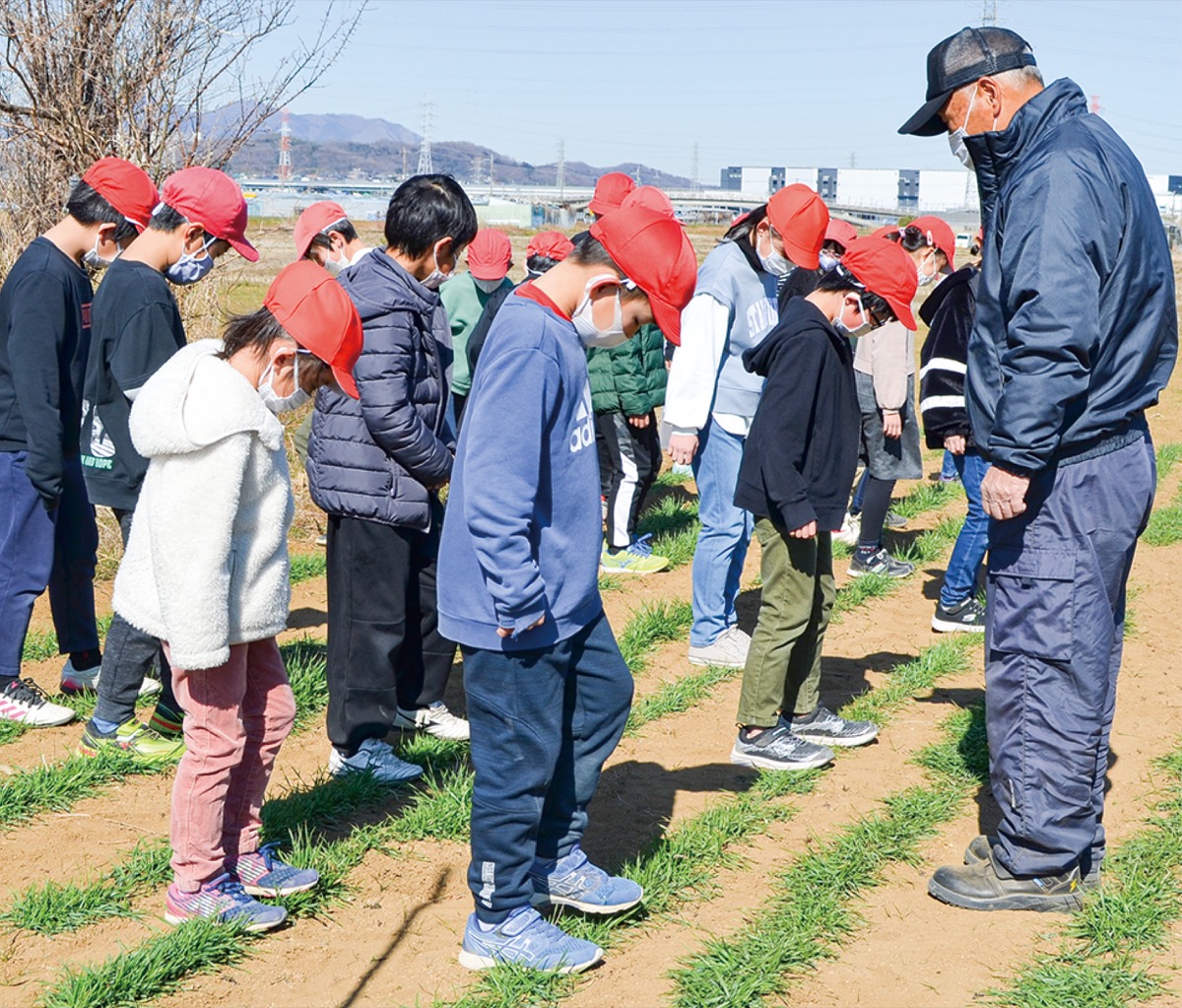 大田小 麦踏み体験で児童に食育 総合的な学習の時間で 伊勢原 タウンニュース