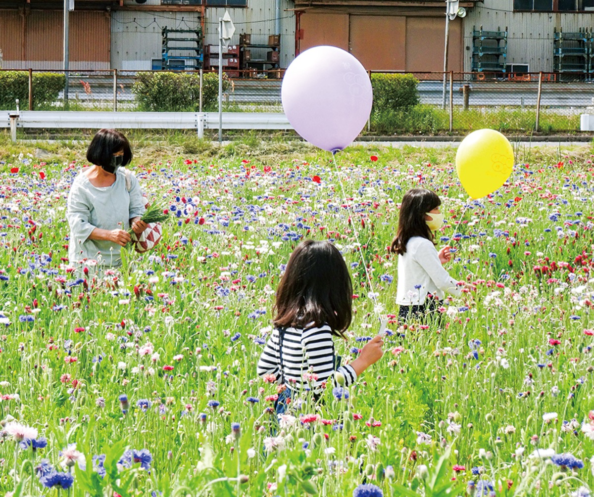 伊勢原市大田地区 一面の花畑 れんげ祭り ５月１日 ２日 ３日 伊勢原 タウンニュース