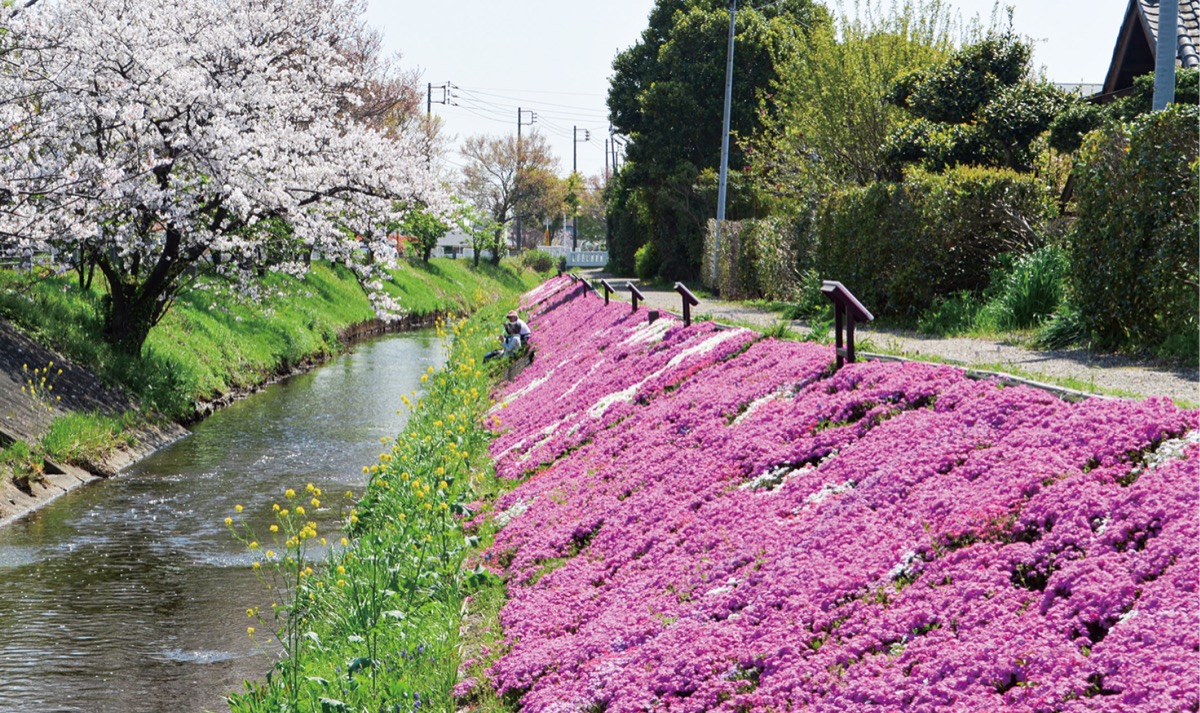 渋田川沿いの芝桜（４月１日撮影）