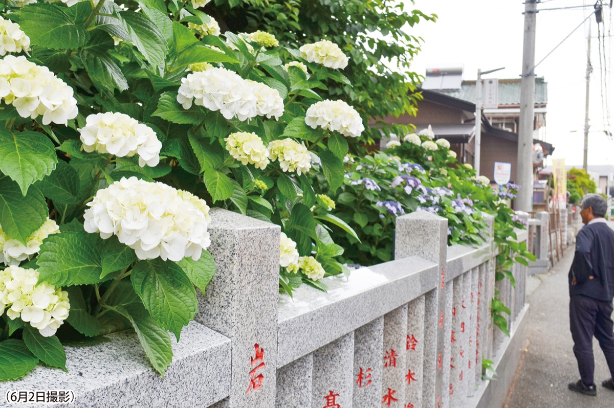 アジサイ開花始まる