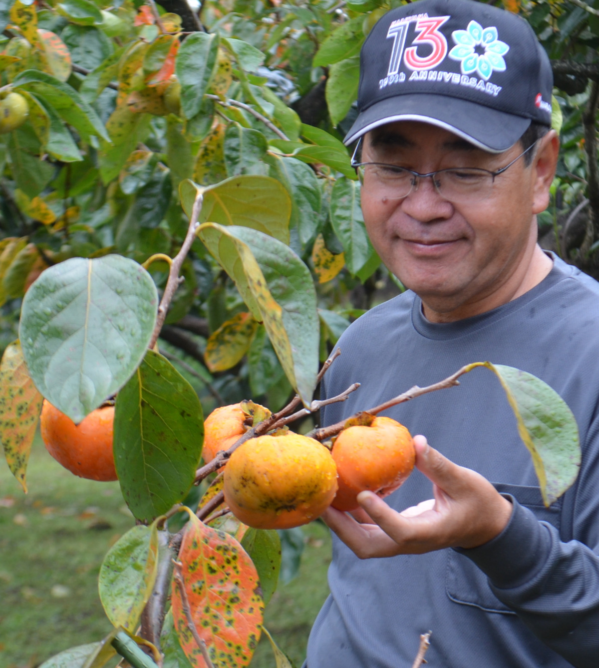 収穫作業が本格化に