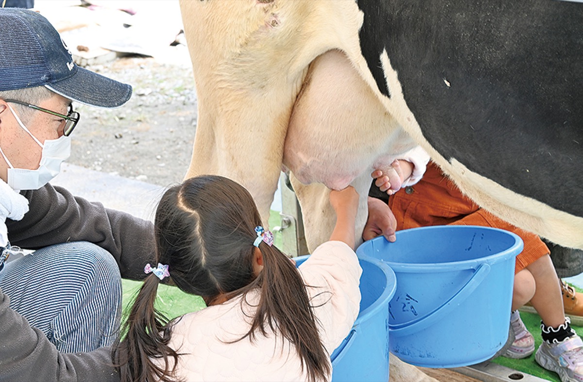 牛の乳しぼり体験も