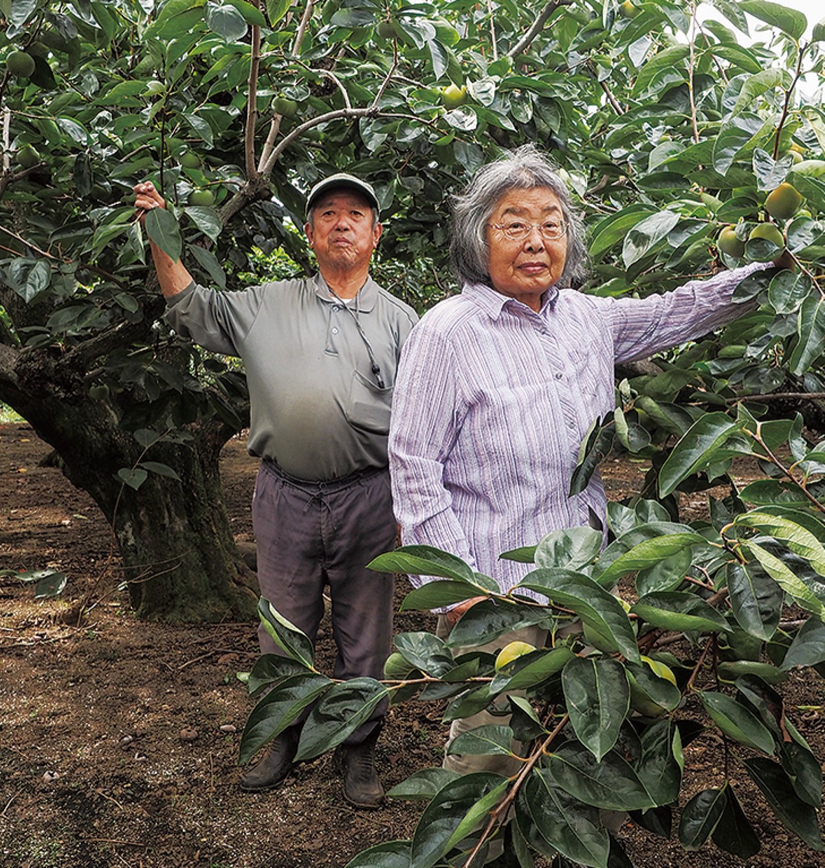百年の歴史刻む伊勢原の柿