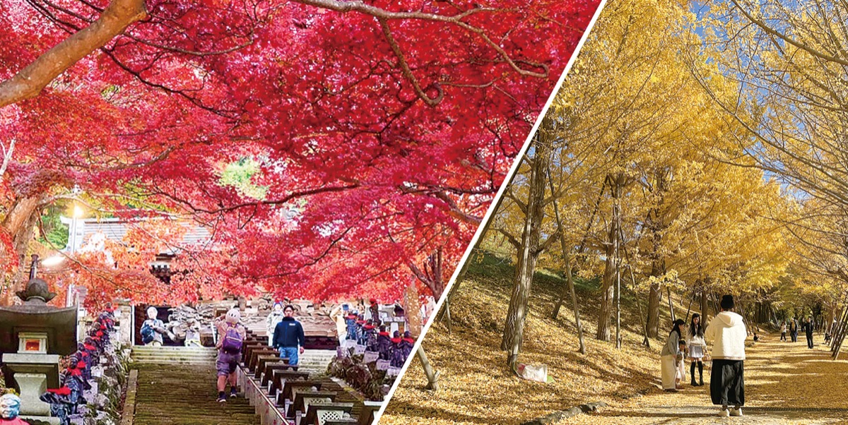 イチョウと紅葉が「映え」