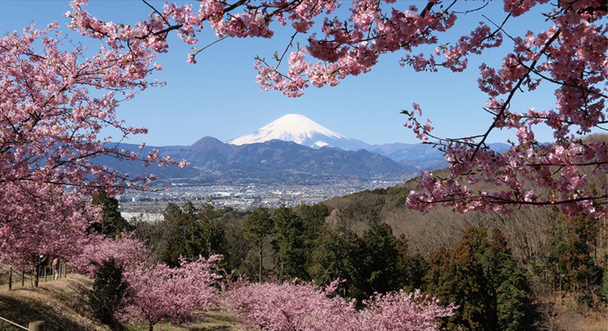 大井町で里山花まつり