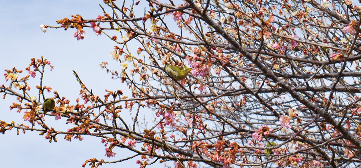 ｢春告草」ほころぶ (写真2)
