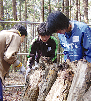 シイタケの原木を整理