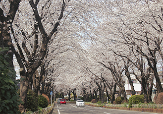 満開になった綾西緑地の桜並木（4月1日撮影）