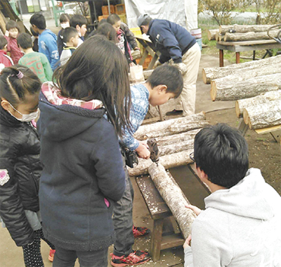 シイタケの植菌体験