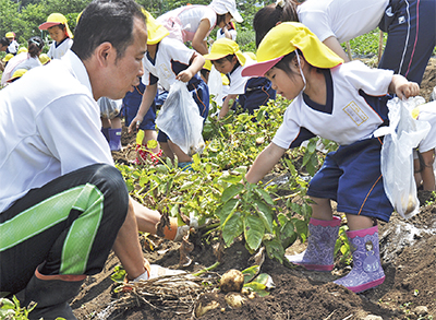 みんなで挑戦「お芋掘り」