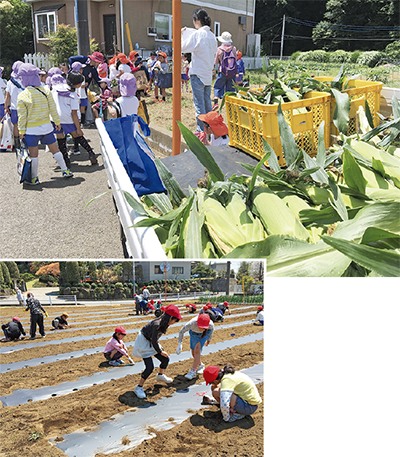 荷台いっぱいトウモロコシ