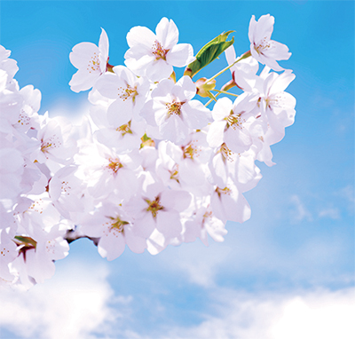 桜さくら ら・ら・ら