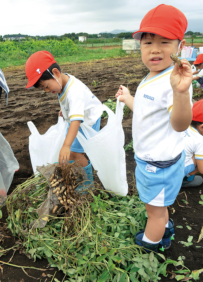 園児500人 畑で収穫体験