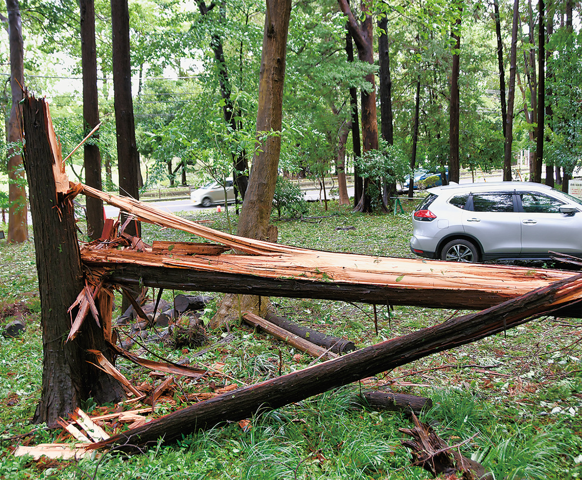 台風で倒木など人的被害はなし
