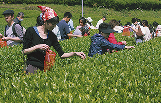 手作業で茶摘みを行う参加者たち＝清川村