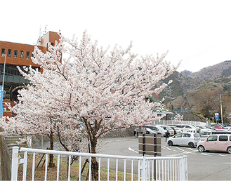 満開の春めき桜（３月19日撮影）