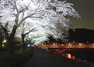 照らされた桜並木と平山橋