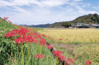 真紅と稲の黄金、秋空が美しい八菅橋周辺