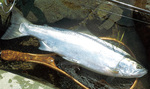 中津川でキャッチされたサクラマス。極めて数は少ないが、今も美しい魚体が確認されている
