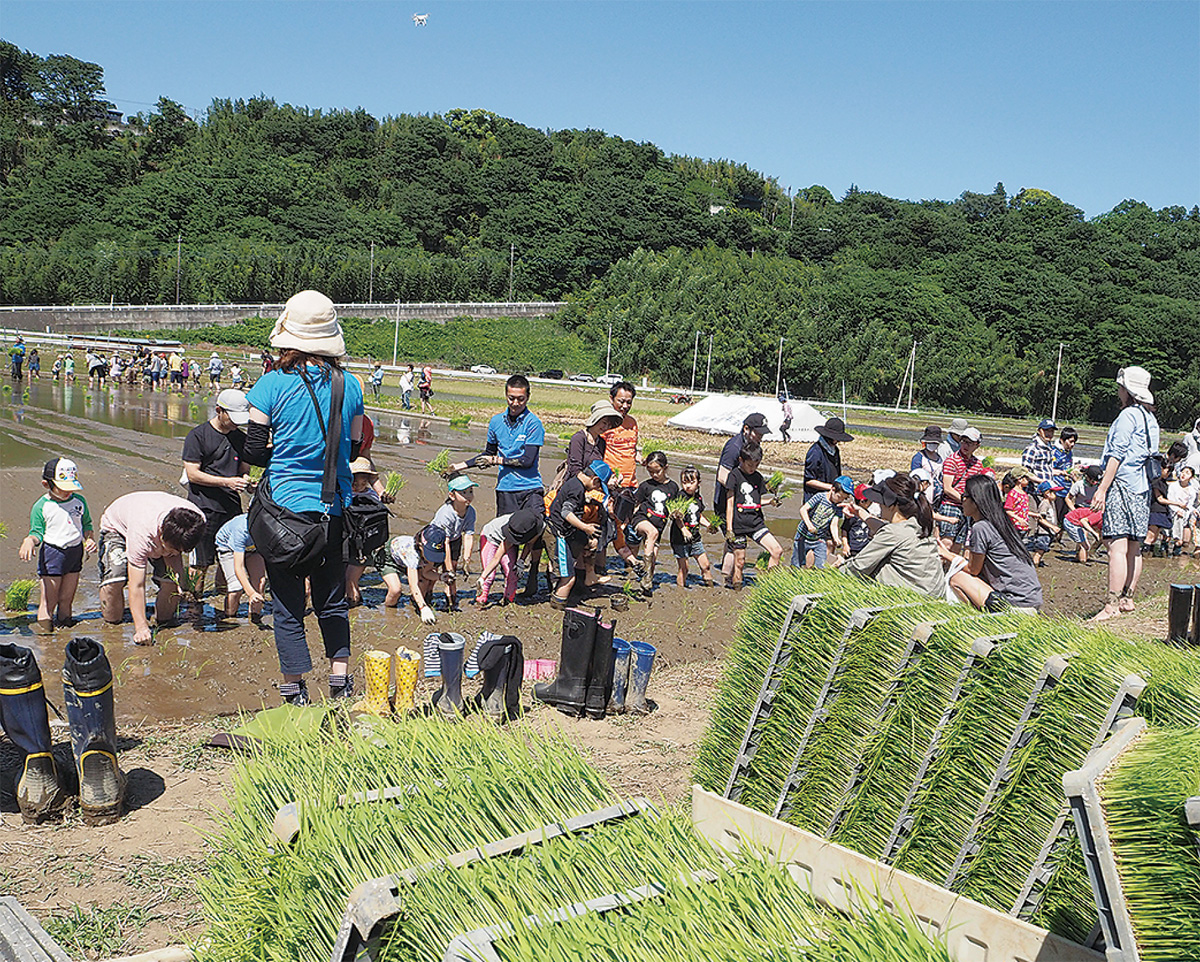 稲作体験で郷土愛育む