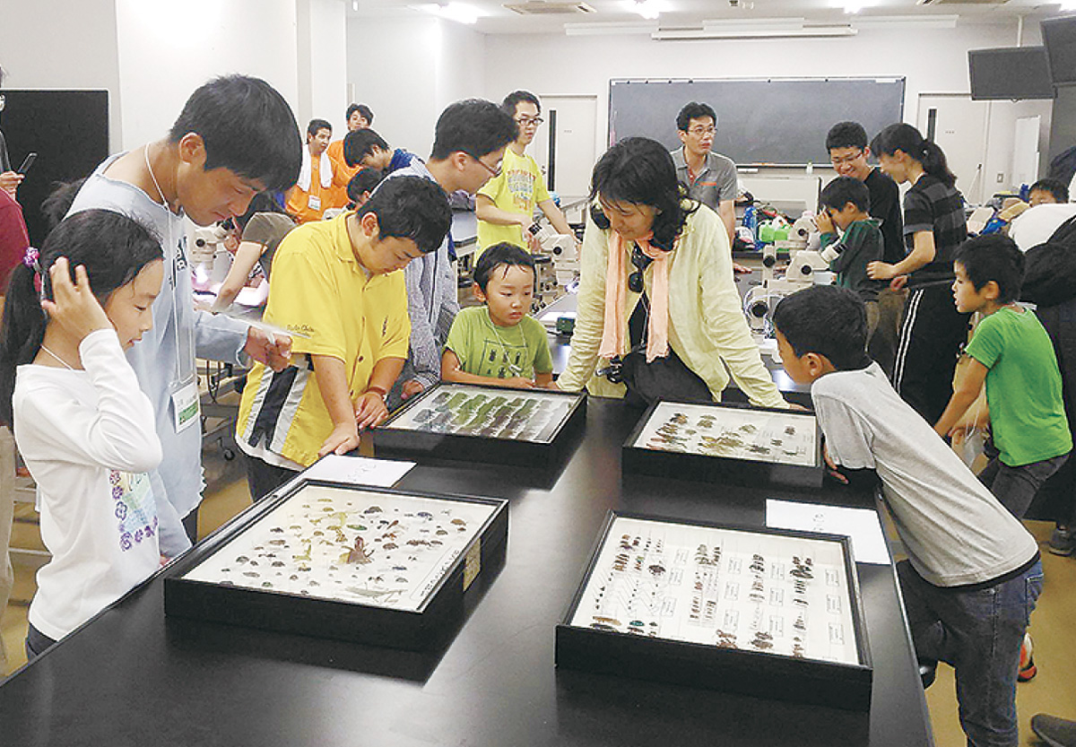 カブト虫好き小学生集まれ