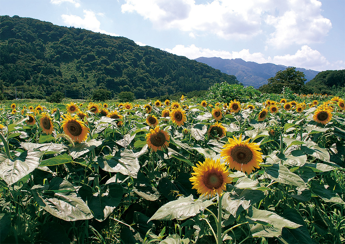 ズラリ夏の風物詩 中津川仙台下にヒマワリ 愛川 清川 タウンニュース