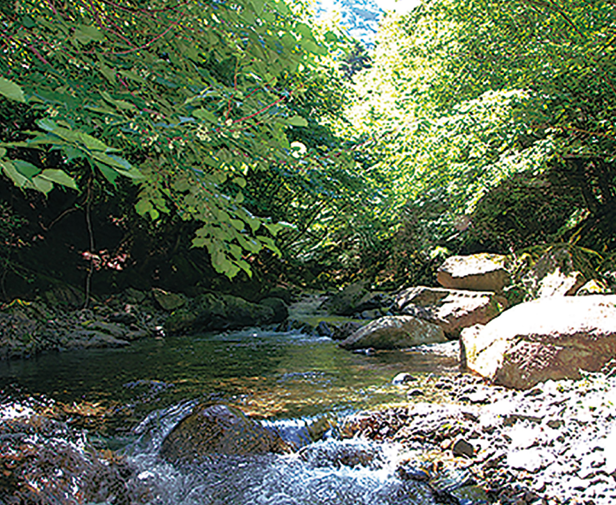 かながわの森と水を語ろう