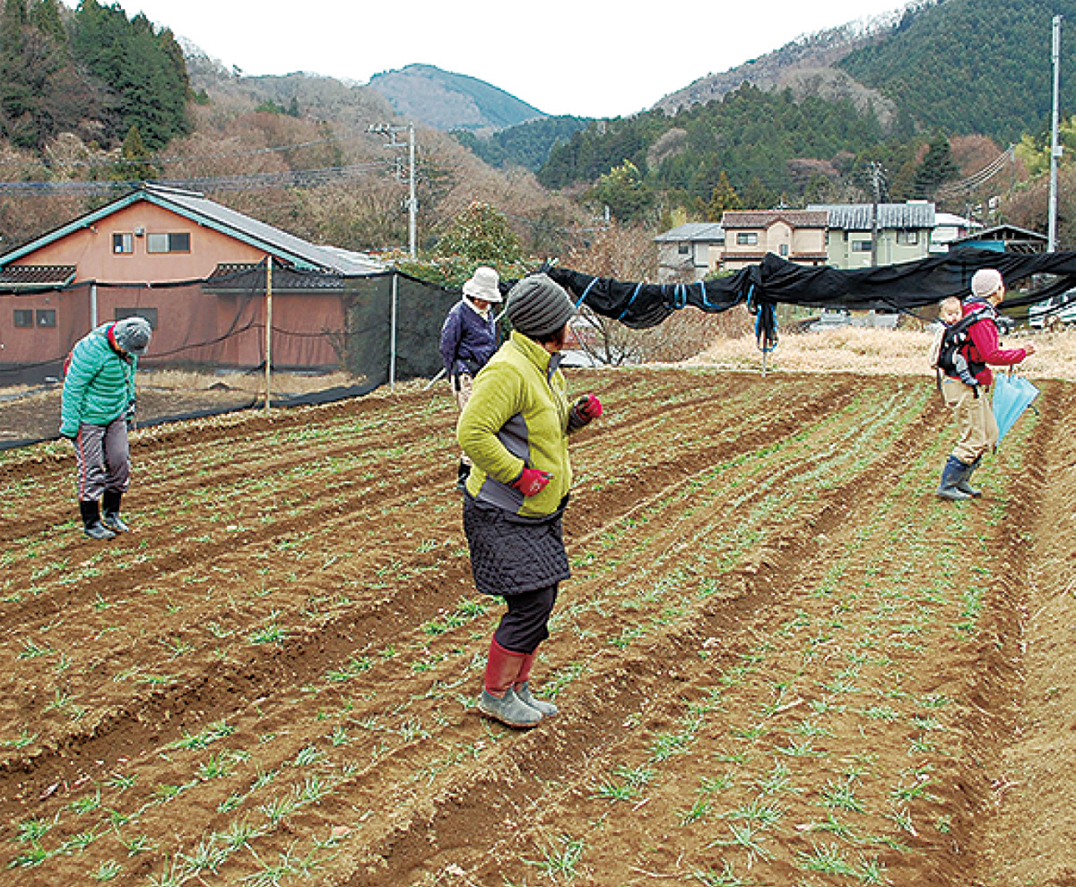 「踏まれて強くなれ」