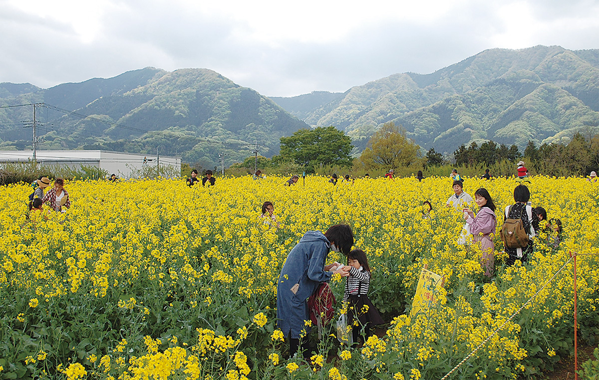 黄色の絨毯春爛漫