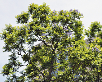 大きな木を見上げると、南国の花（＝６月26日撮影）
