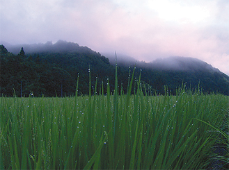 里山に囲まれ稲作が盛んな天栄村