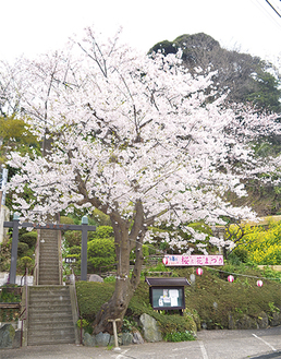 満開となった門前の桜（＝４月１日撮影）
