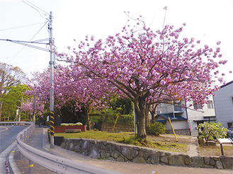 園内の八重桜１２本が市の指定を受けた（＝写真は昨年の満開時）