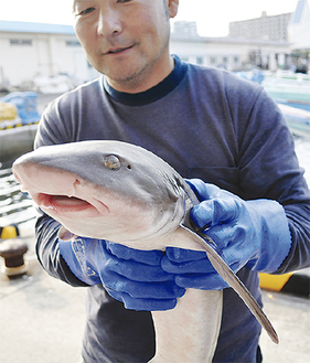 東京湾で獲れるドチザメ