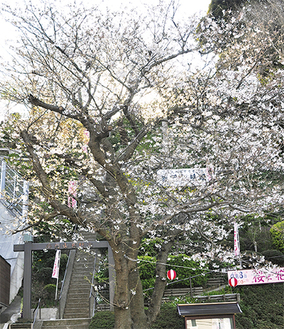 門前の桜は週末が見頃（５日撮影）
