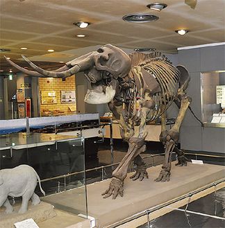 自然・人文博物館に飾られているナウマンゾウの骨格標本