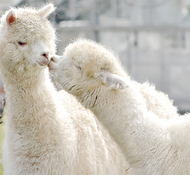 ソレイユにアルパカ