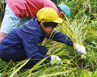 「自分で植えて刈ったよ」