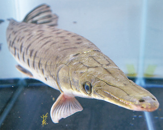 捕獲された魚は体長50cmほど。細長い口が特徴