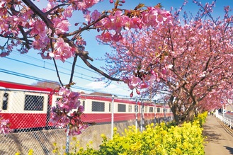桜と菜の花が彩る線路沿いの並木道（今月10日撮影）
