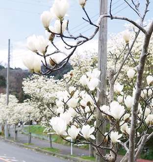 白い花が沿道を彩る（９日撮影）
