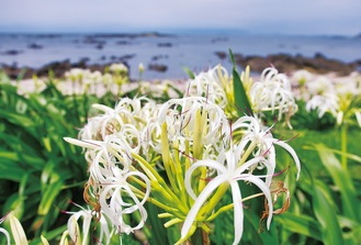 相模湾を背景に白い花が映える（７月10日撮影）