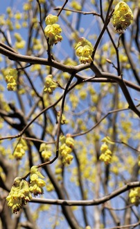 ユニークな形の黄色い花をつける＝先月27日撮影