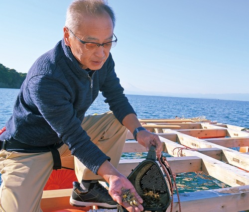 小網代湾に浮かべたいかだでカキ籠を手入れする出口さん