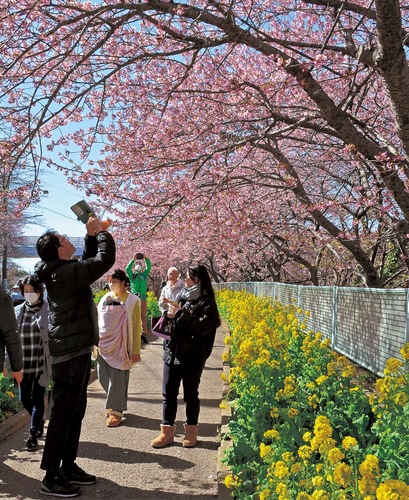 線路沿いに咲く河津桜の撮影を楽しむ観光客（２月25日撮影）
